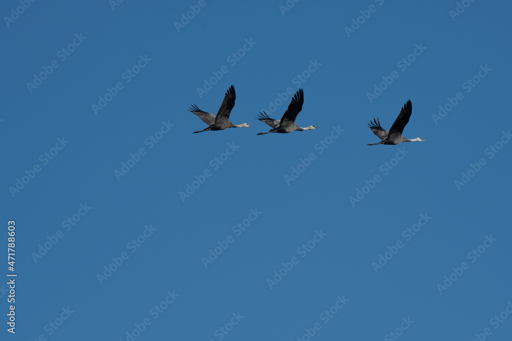 Family of hooded cranes flying in Yashiro, Shunan City, Yamaguchi Prefecture Family of hooded cranes flying in Yashiro, Shunan City, Yamaguchi Prefecture