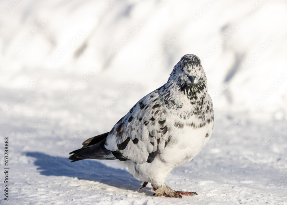 Black and white dove. Arboretum park in Khabarovsk. Black and white dove. Arboretum park in Khabarovsk.