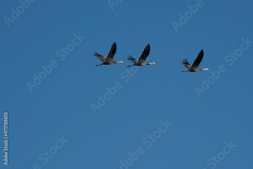 Family of hooded cranes flying in Yashiro, Shunan City, Yamaguchi Prefecture