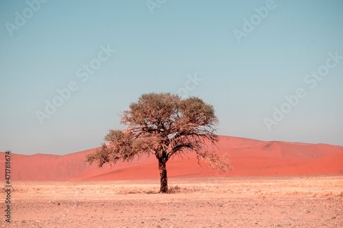 Lonely dry tree stands in the middle of the Namib Desert, next to a sand dune of Sossusvlei