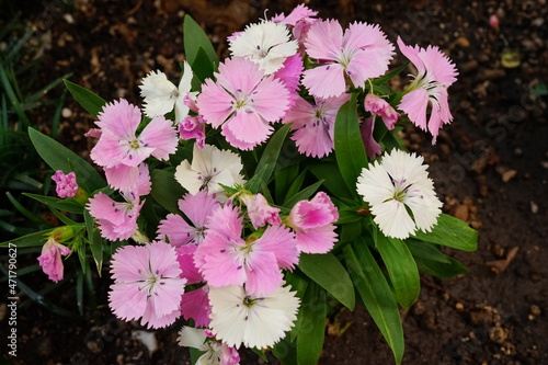ピンク色のナデシコの花 photo