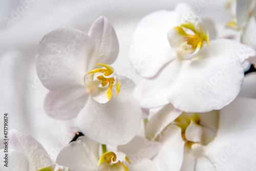 Fototapeta Naklejka Na Ścianę i Meble -  The branch of white orchids on white fabric background
