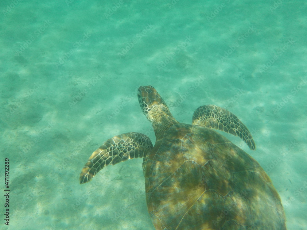 Fototapeta premium 亀