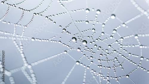 Cobweb or spiderweb natural rain pattern background close-up.Blur view lines, spider web necklace.Cobweb net texture with morning rain bokeh.Macrophotography of rain