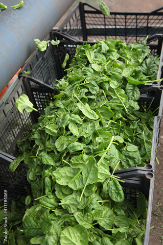 Spinach in boxes. Green spinach leaves. Healthy food. Vertical photo. Farming. Without people. Vertical photo.