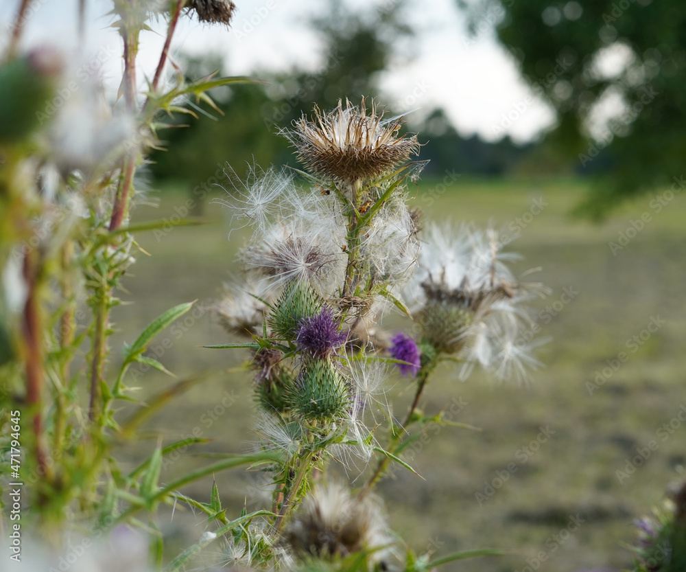 Thistle on which is caught fluff.
