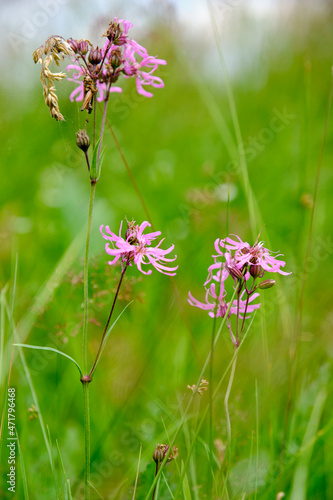 Wallpaper Mural Prachtnelke, Dianthus superbus Torontodigital.ca
