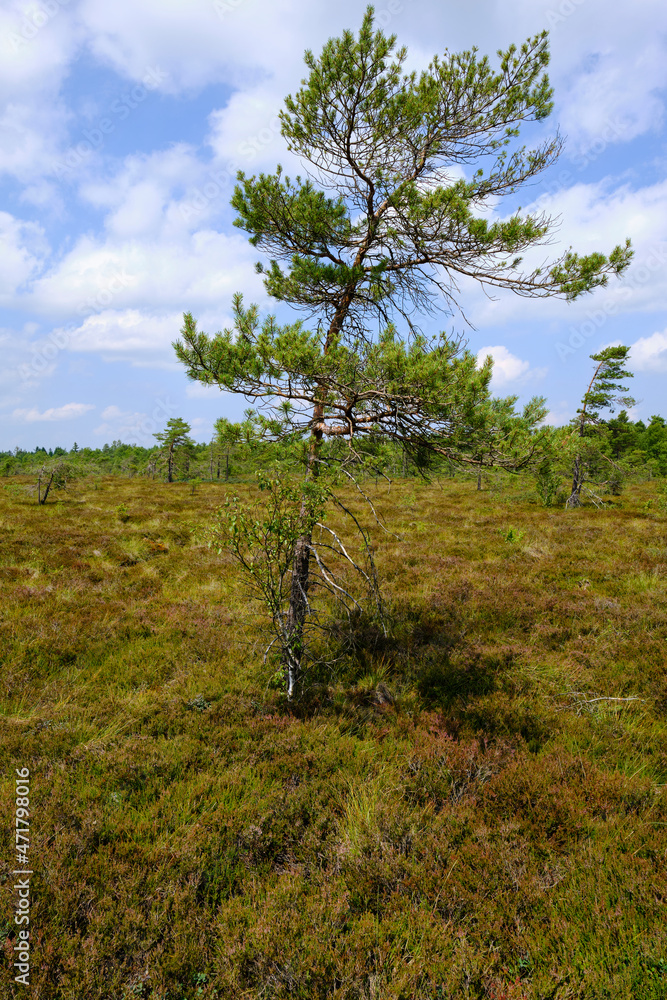 Landschaft im Naturschutzgebiet Schwarzes Moor, Biosphärenreservat Rhön, Unterfranken, Franken, Bayern, Deutschland