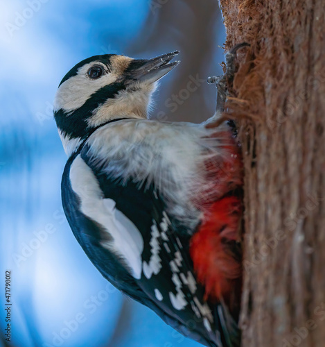 Wallpaper Mural Woodpecker seeks food in the winter on a tree Torontodigital.ca