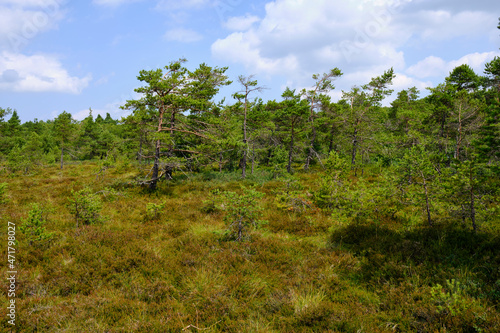 Landschaft im Naturschutzgebiet Schwarzes Moor, Biosphärenreservat Rhön, Unterfranken, Franken, Bayern, Deutschland