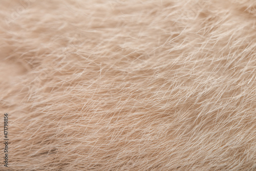 Background texture of fur of a cat of beige color macro shot