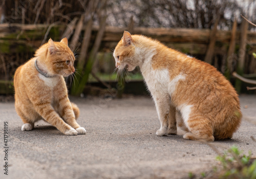 Two ginger cats fighting on the street