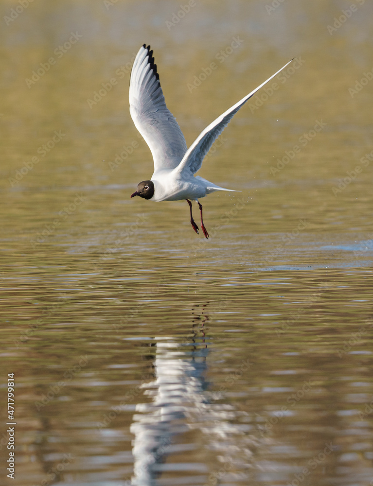 bird seagull flies on the water over the lake bird seagull flies on the water over the lake