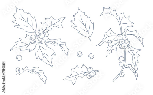 Collection of winter holly berry branches and leaves isolated. Winter holiday decor elements. Line art hand drawn vector illustration. For cards, packaging, patterns, invitations.