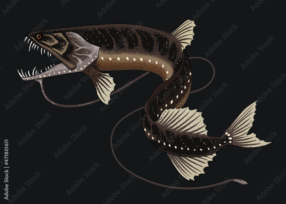 Obraz premium drawing barbeled dragonfish,deep seafish, art.illustration, vector