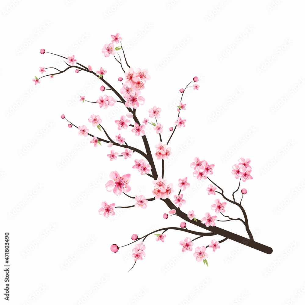 Cherry blossom branch with sakura flower. Watercolor cherry blossom vector. Cherry blossom flower blooming vector. Sakura on white background. Watercolor cherry bud. Pink sakura flower background.
