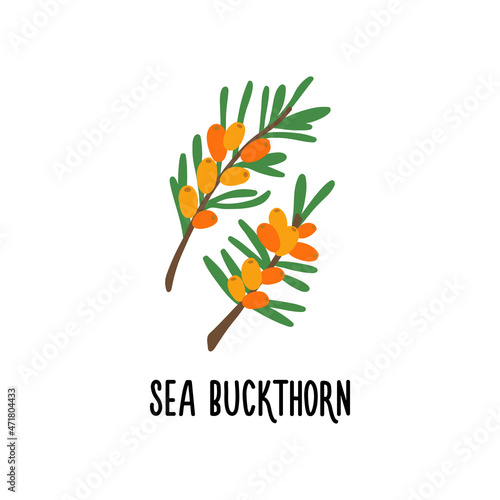 The sea buckthorn vector icon is isolated on a white background. Flat modern flat illustration.