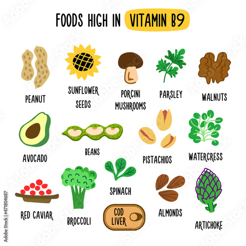 Food with a high content of vitamin B9. Vector image. Healthy food products rich in vitamins and nutrients