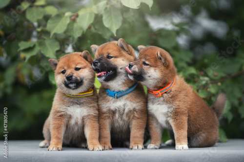 Fototapeta Shiba inu puppies