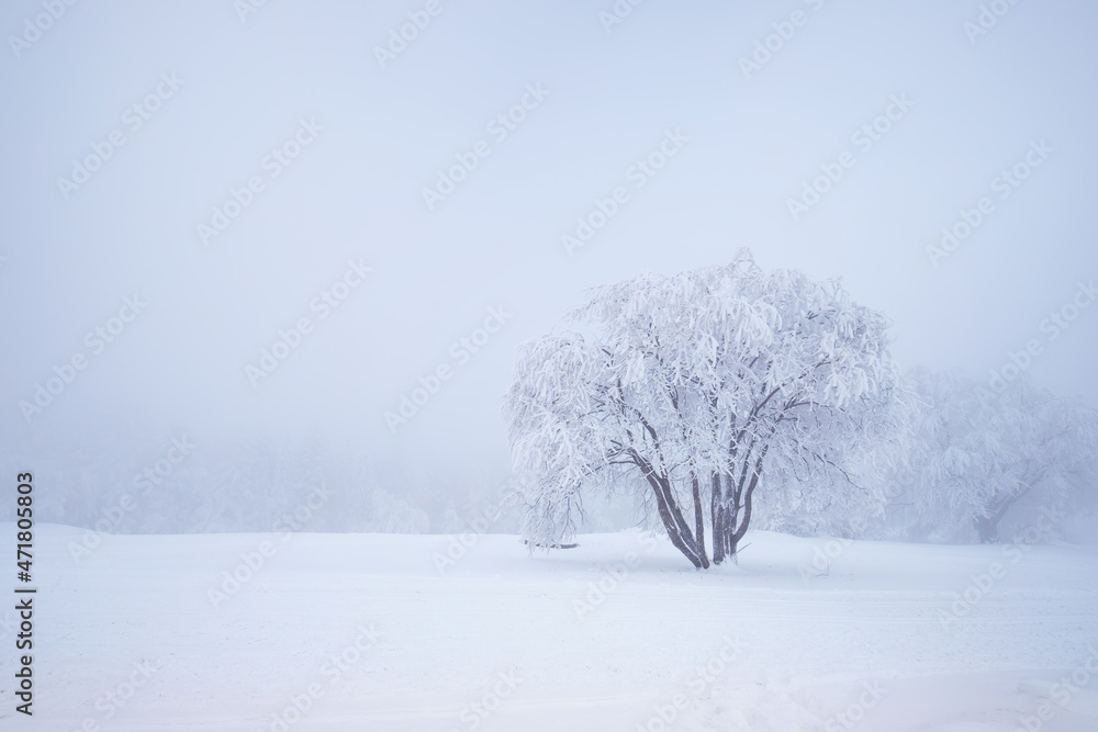 Fototapeta premium Krajobraz zimowy z drzewem