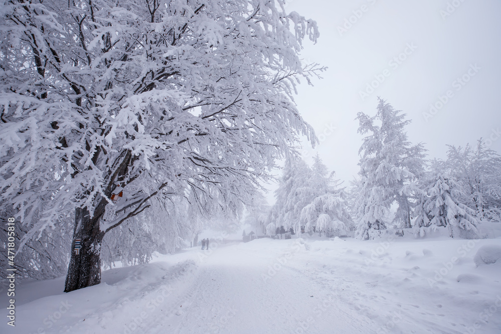 Fototapeta premium Krajobraz zimowy w górach