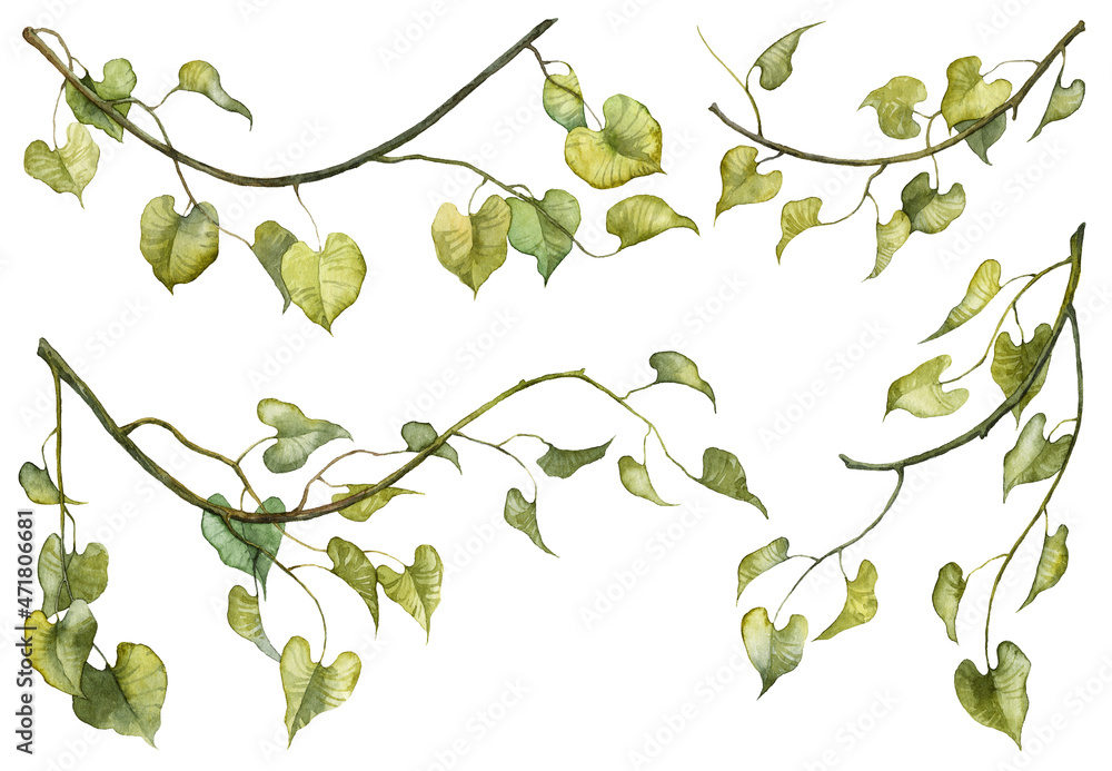 Set oh hand painted watercolor botanical illustrations. Scanned raster botany green hanging ivy leaves on twigs isolated on white background. Collection of realistic plants - obrazy, fototapety, plakaty 