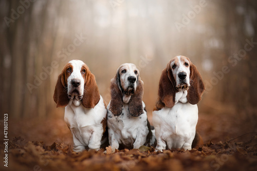 Three bassets Hounds, French hounds with big floppy ears