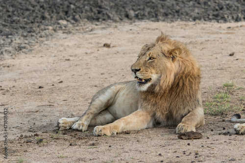 Beautiful male lion laying in the sand, Greater Kruger. 