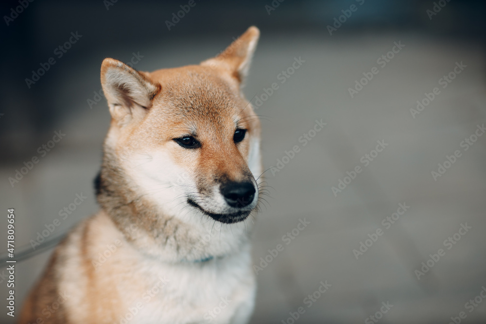 Shiba Inu pet japanese national dog oudoors.