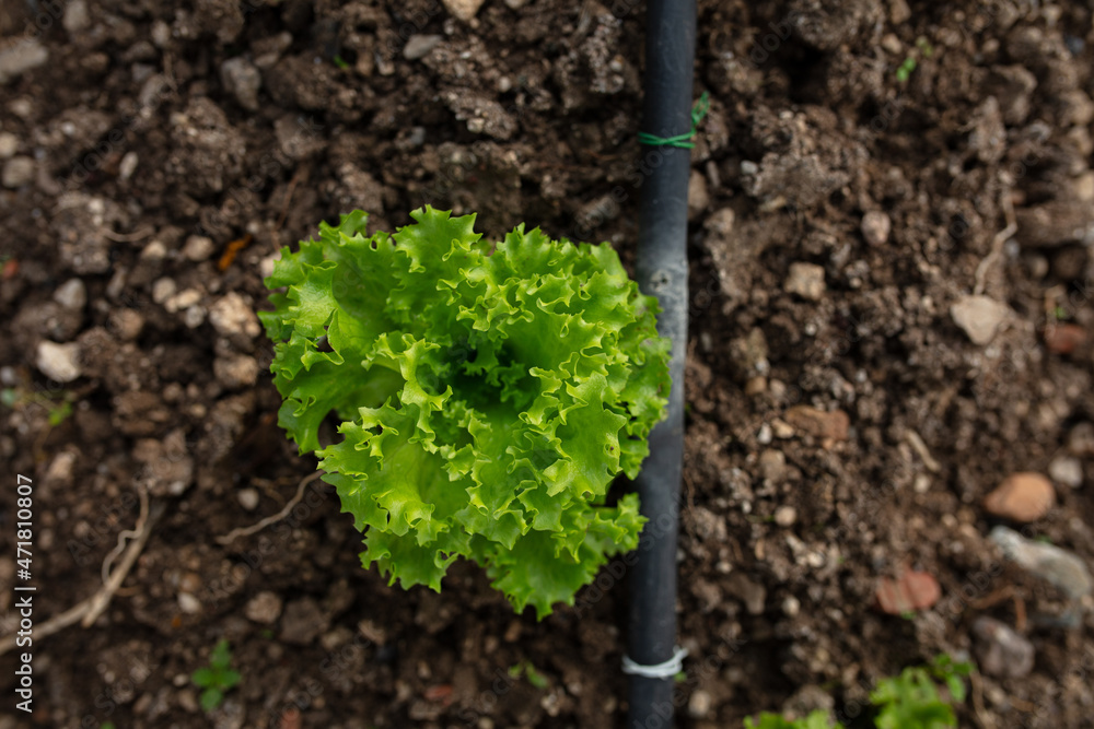 green lettuce field. organic farming. growing green vegetables. green lettuce field. organic farming. growing green vegetables.