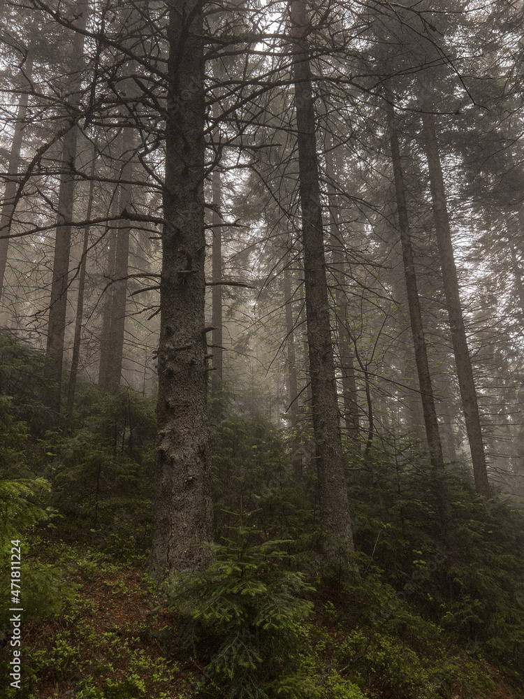 Obraz premium forest in the fog