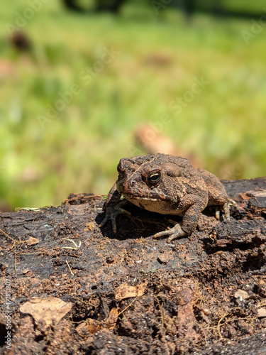 big ugly toady on ground close-up macro photo