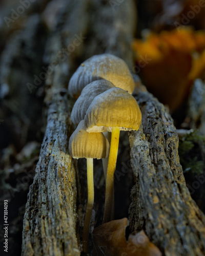 Clustered bonnet mushrooms growing from a rotting log, Eckington Woods, North East Derbyshire photo