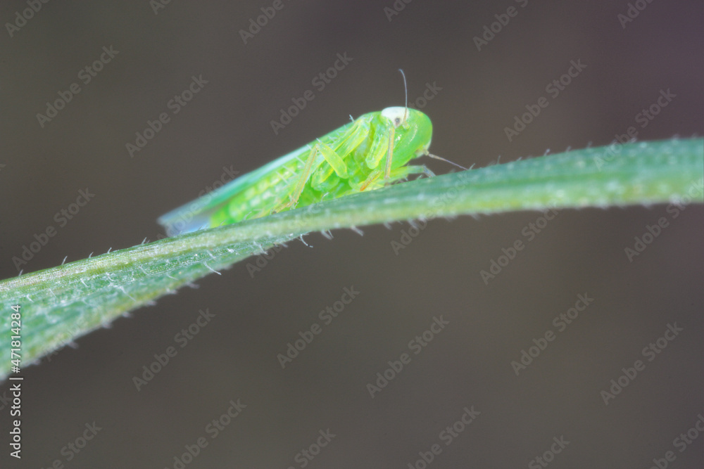 Potato leafhopper (Empoasca) belongs to family Cicadellidae. It is a pest of many types of Crops. Potato leafhopper (Empoasca) belongs to family Cicadellidae. It is a pest of many types of Crops.