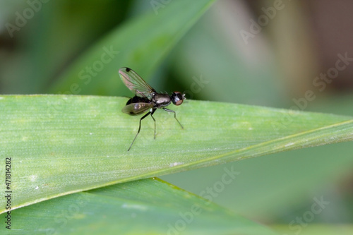 Fly Diptera on a cereals leaf.