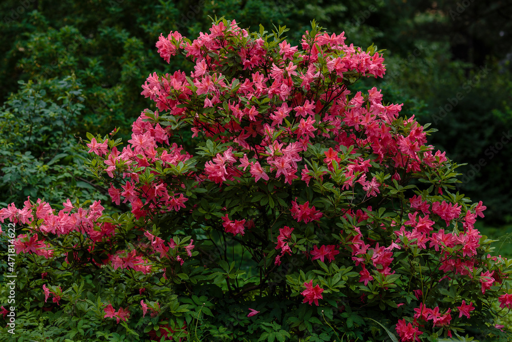 Rhododendron bush in bloom in spring garden. Blossom of beautiful rhododendron bush