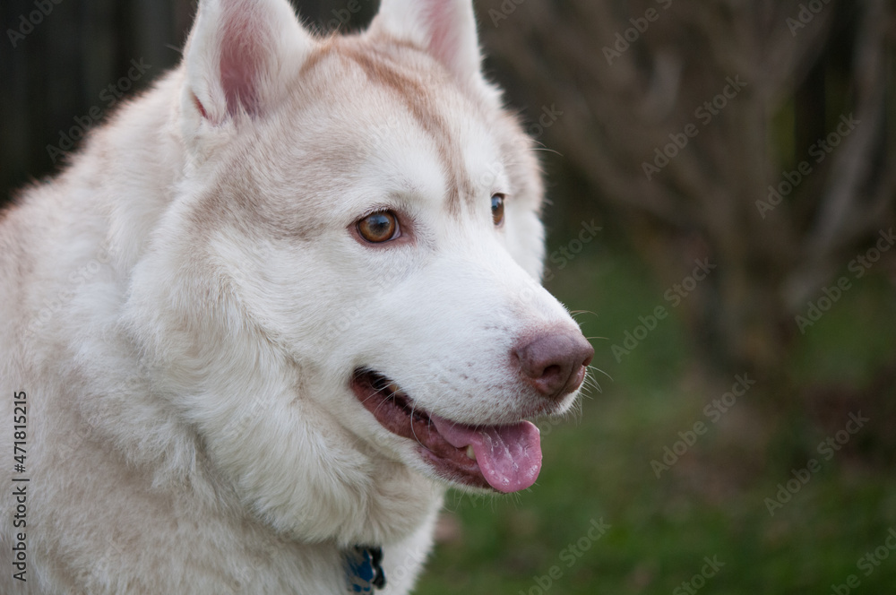 portrait of a Siberian Husky dog