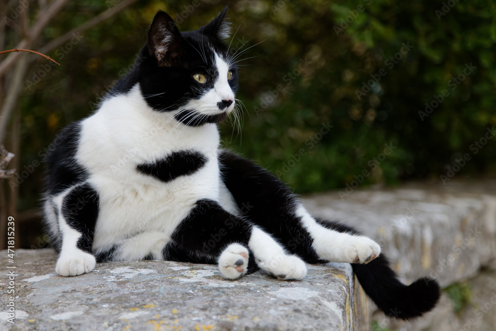 Domestic cat on a low wall
