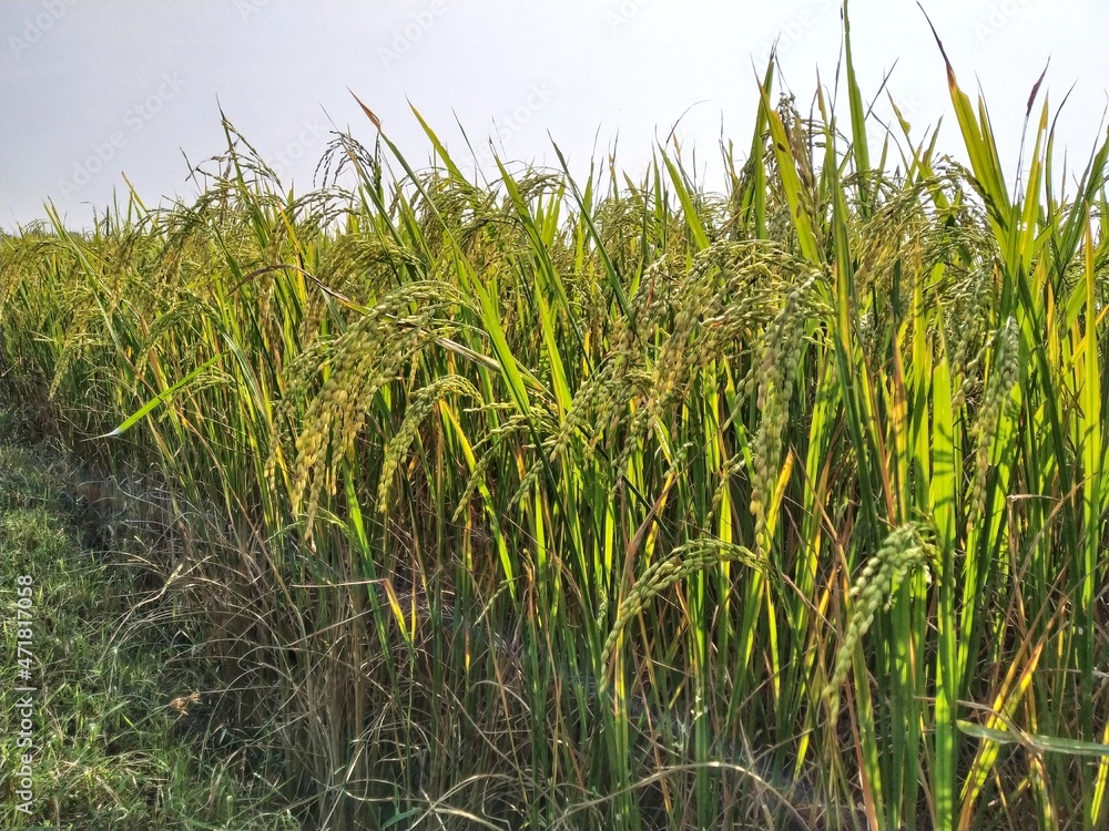 Fototapeta premium Matured rice plant in a farm