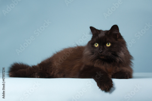 Black cat with long hair on a blue background photo