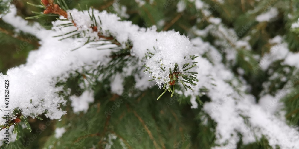 snow covered branches snow covered branches