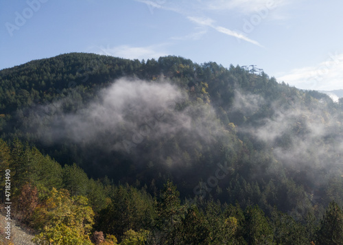 Mountain landscape, pine forests in the fog on Mokra Gora, Serbia
