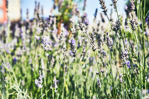 Beautiful lavender plant closeup image