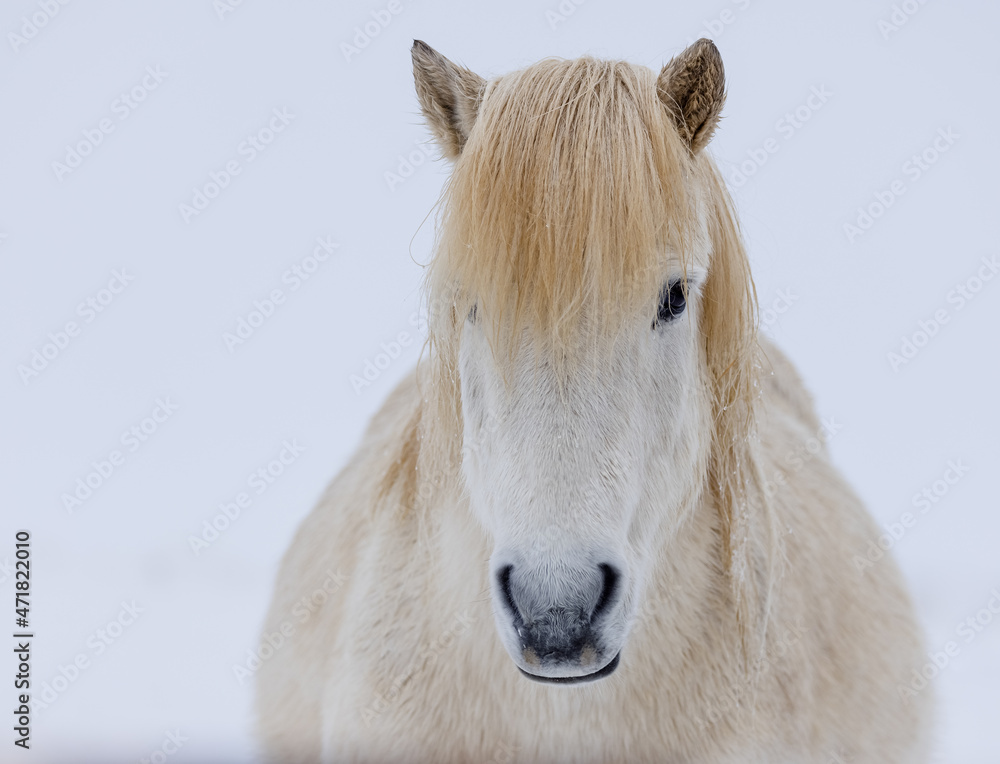 Icelandic horse portrait in winter