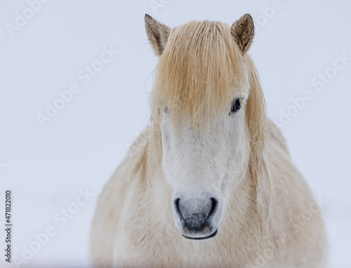 Icelandic horse portrait in winter © Agata Kadar