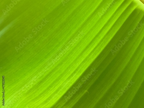 Full frame shot of green banana leaf.  Green leaf of banana.