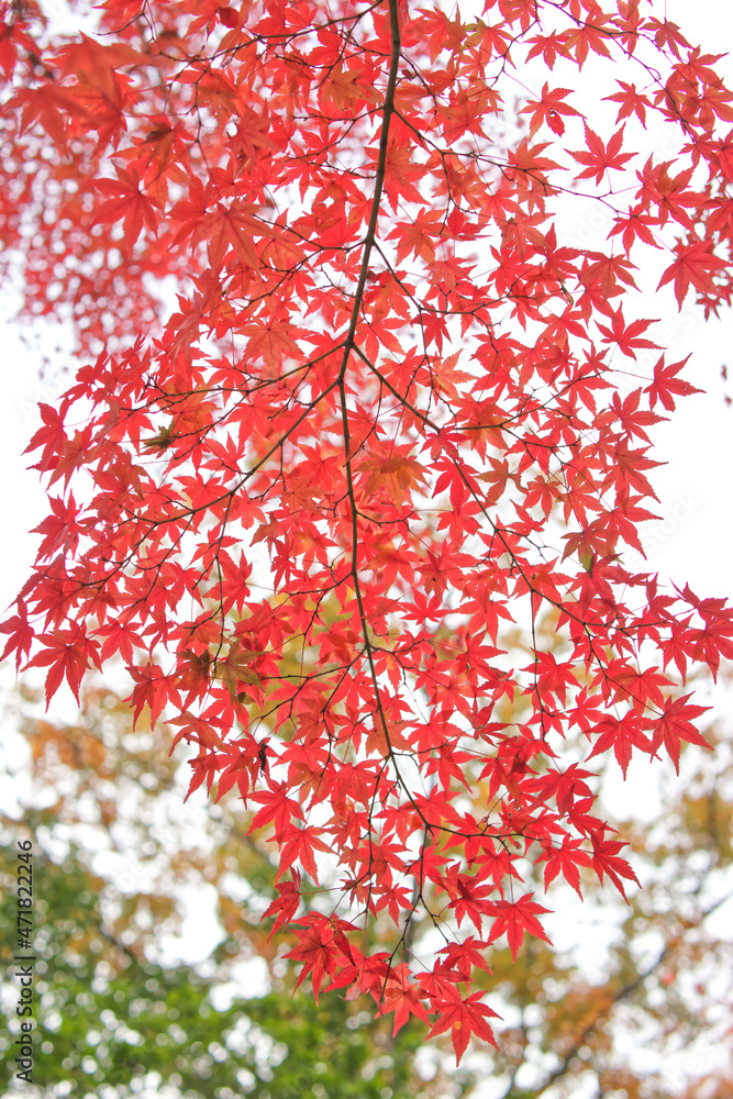 red maple leaves red maple leaves