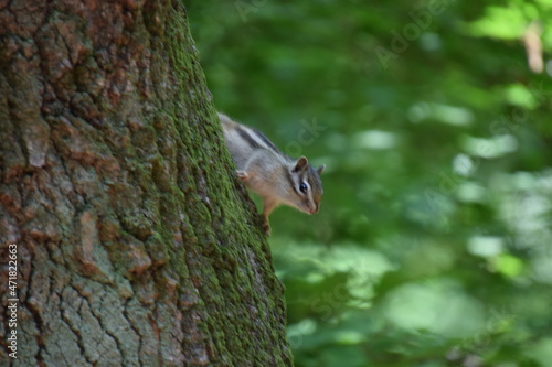 나무 위의 청설모