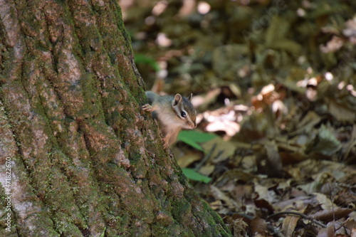 나무 위의 청설모