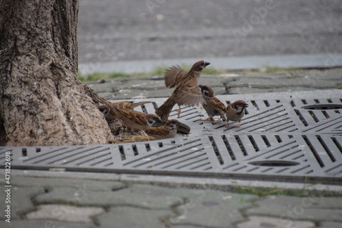나무 밑 참새들